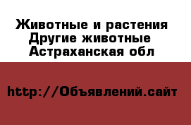 Животные и растения Другие животные. Астраханская обл.